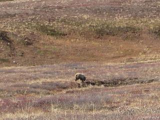 Grizzly from Denali Park Road