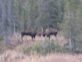 Moose in Chugach Park