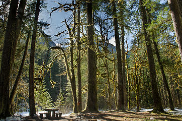 Sun-limned maples at Elkhorn Camp