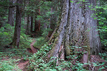 A series of photos of Big Beaver Trail, a gorgeous hike with the largest stand of old growth cedar.