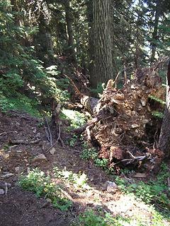 Tree that took out trail