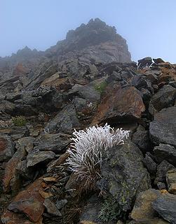 Ghost grass approaching summit