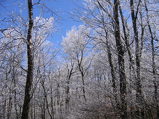 Hoar Frost on AT