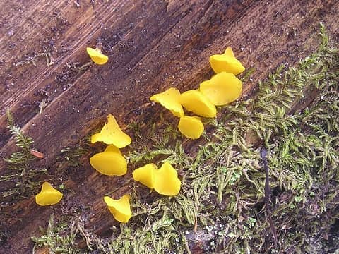 Mini-fungi