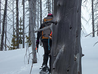 Carla disappears behind a snag
