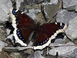Mourning Cloak butterfly at trailhead