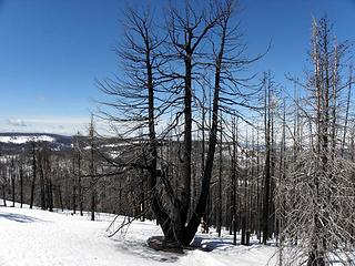 Burnt trident tree on west slope of Mount Lillian South