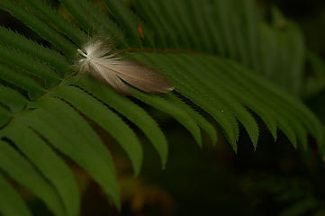 Feather and fern