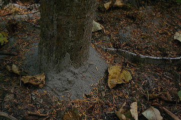 Silt pile at base of tree