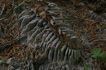 Silt deposit and preserved fern pattern.