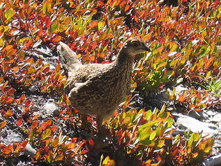 Grouse in Blueberries 2