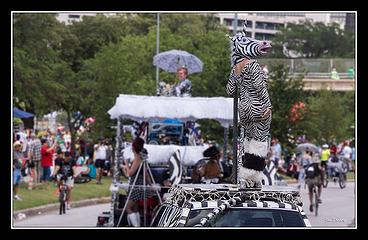 Pole dancing zebra