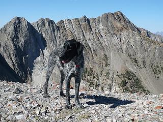 My German wirehaired pointer above 9000 feet in the north end of the White Cloud Mtns in Idaho
