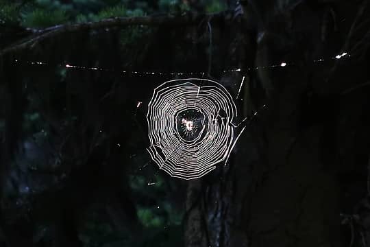 9. Backlit spiderweb