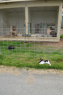 Bunnies tormenting captive tigers