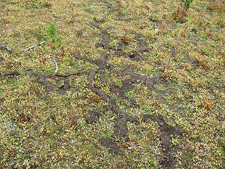 Moles making a trail map of the park