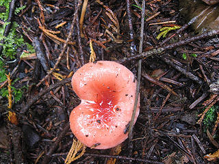Valentines mushroom