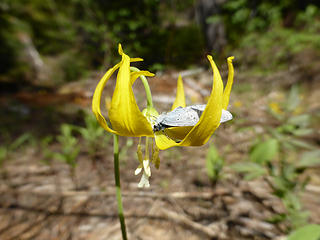 Glacier Lilly with a butterfly