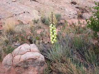 Yucca flowering