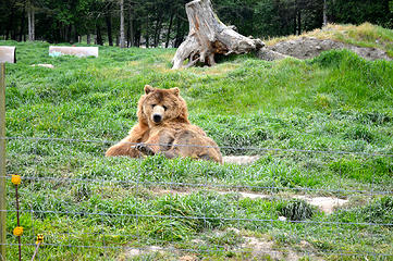 Lazy bear