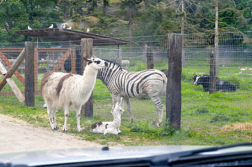 Baby llama and a zebra