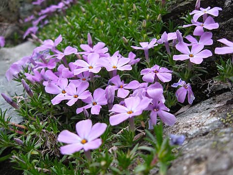 Spreading Phlox (Phlox diffusa) was widespread in the area just below the Haystack rock on the summit of Mt Si.