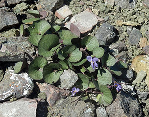 flett's violets