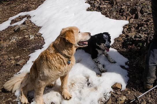 Sharing a Jasper-free snow patch with Izzy