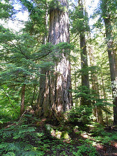 huge doug fir, largest I have seen.