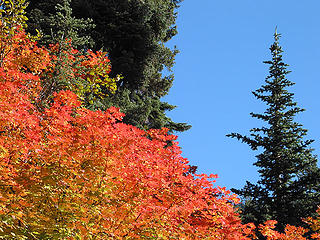 Fall Colors En-Route To Hibox Mtn