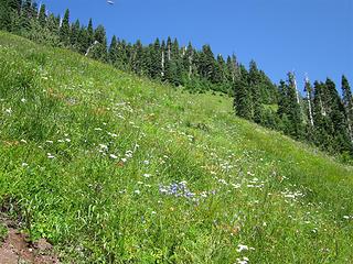 Open meadow below summit
