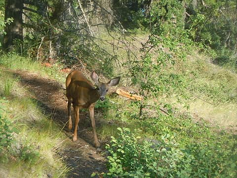 Bambi on the trail