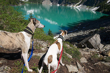 DCG_3907 - Whippets more interested in whistling marmot than Blanca Lake!