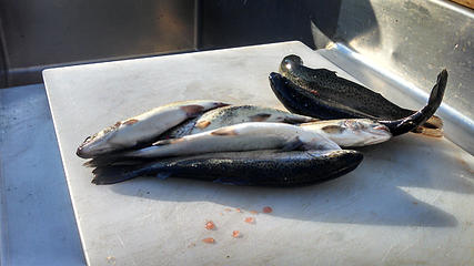 A bundle of fish from Saddlebag Lake