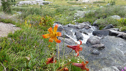 Flowers at Lake Ediza - almost looks like a Tiger Lily, but not quite