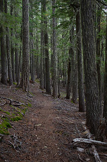 Path Through a Quiet Forest