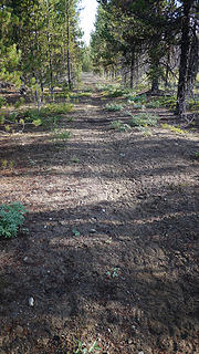 trail leading to Pasayten airstrip