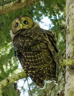 spotted owl 1