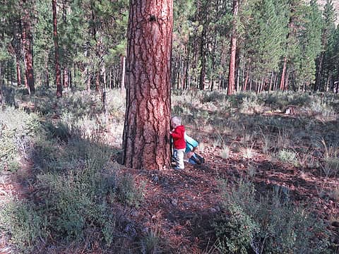 Smelling a ponderosa pine