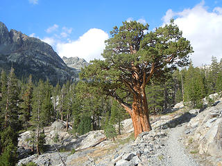 Gnarly pine