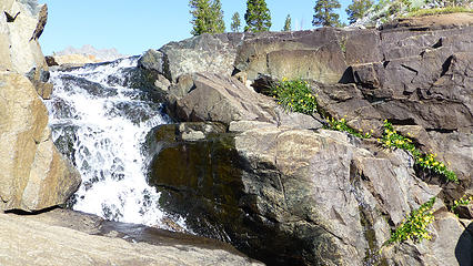 Nice little waterfall on King Creek - with lovely little yellow flowers