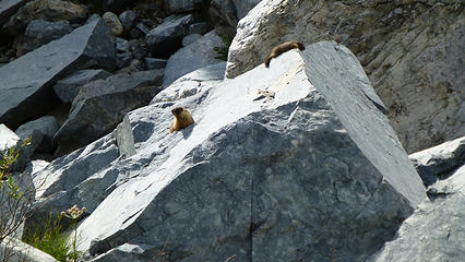 Marmot sun rock