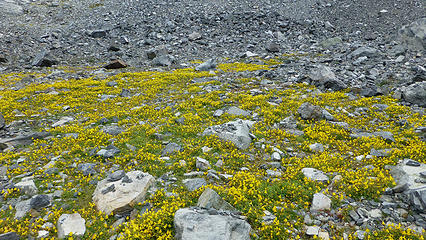 Carpet of yellow flowers at the base of Mt. Ritter/Banner Peak