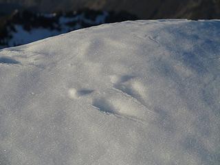 Tracks left by a little animal on the very top of the cornice