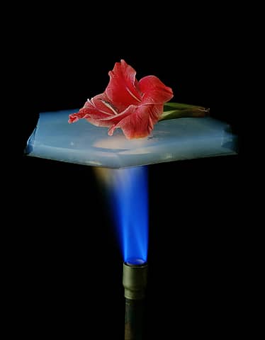 An aerogel protecting a flower from an open flame.
