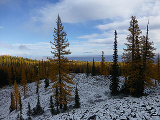 Acres and acres of golden larches