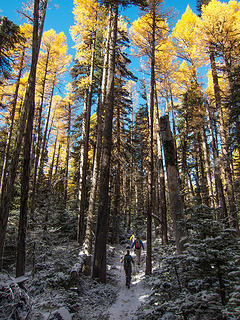 Hikers and larches