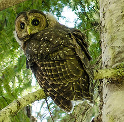 spotted owl 3