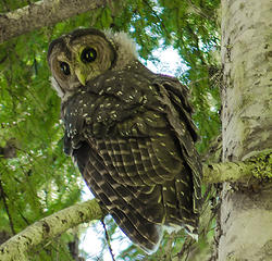 spotted owl 2