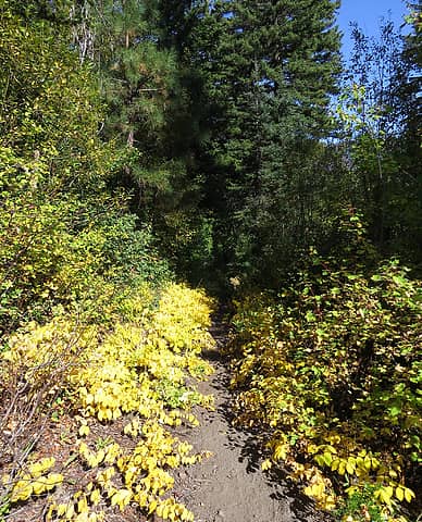 Color changes a long the South Creek trail.